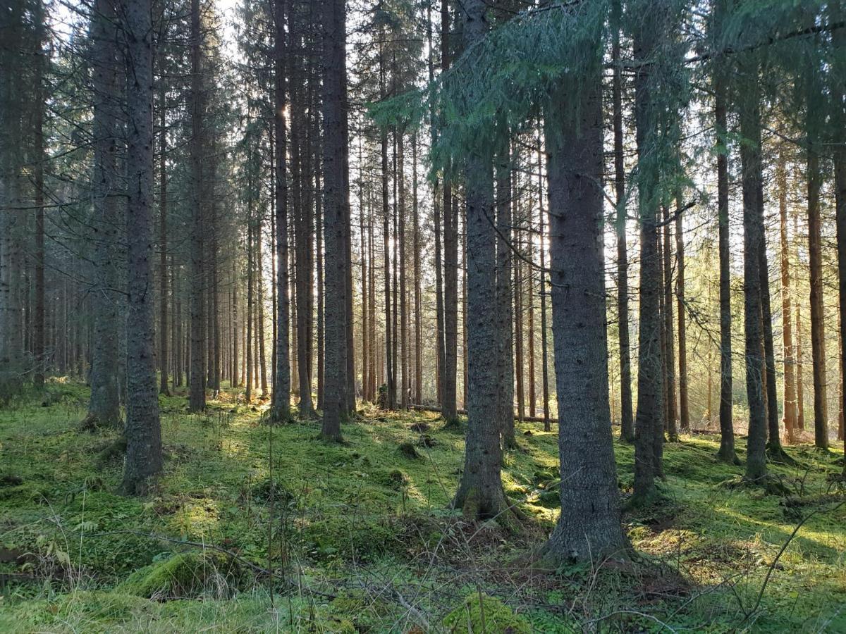 Hostel And Vandrarhem Lupin Naturcamping Lagom Gräsmark Zewnętrze zdjęcie