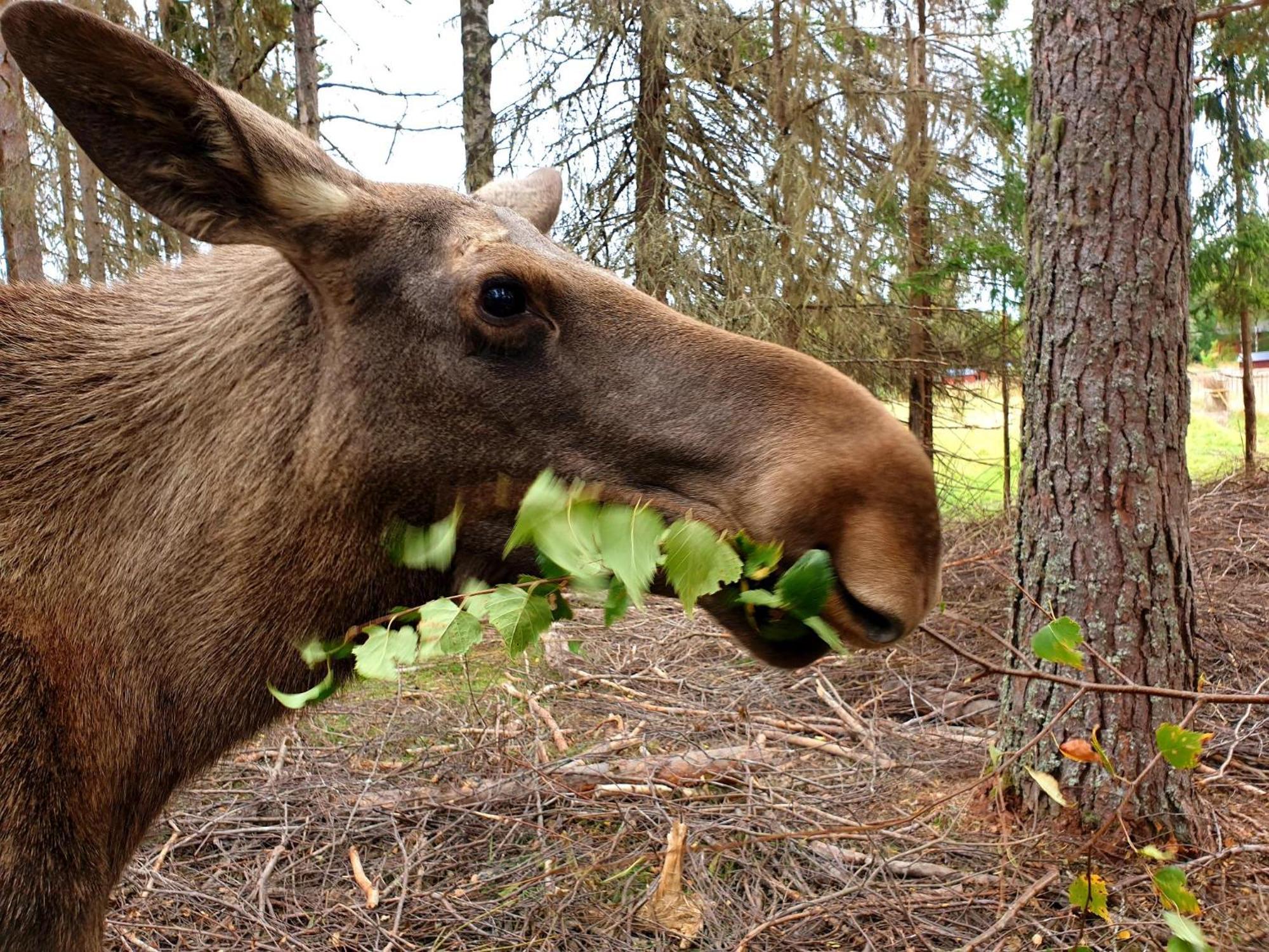 Hostel And Vandrarhem Lupin Naturcamping Lagom Gräsmark Zewnętrze zdjęcie